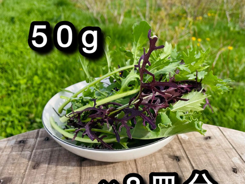 【父の日ギフト】旬のリーフ野菜 & ハーブソルト（ブルベリー葉）のお買い得セット ※まとめ買い対応