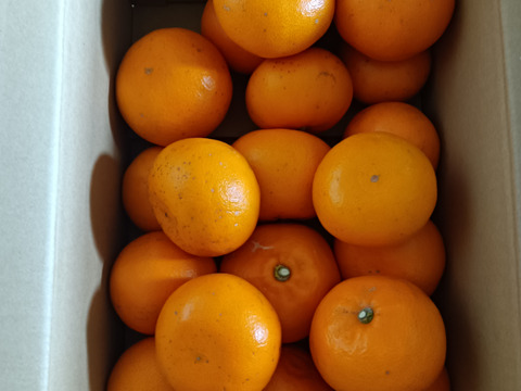 極ウマせとか 約5kg 【訳あり品、ご家庭用】