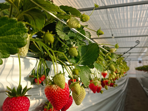 埼玉いちご「あまりん」270ｇ×2ｐ