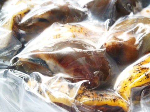 冷凍 天然アワビつぶ貝1Kg（500ｇｘ2パック）採りたて浜茹で！開けてすぐ食べられる 万能料理素材 三陸宮城産 キャンプ飯 BBQ 味覚の秋 ギフト 熨斗対応可