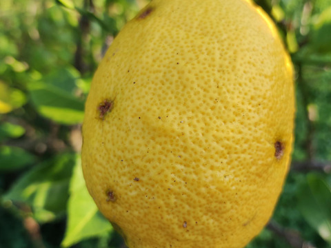 体が喜ぶ♬自然農法　SUN2レモン（農薬・肥料不使用）　3ｋｇ