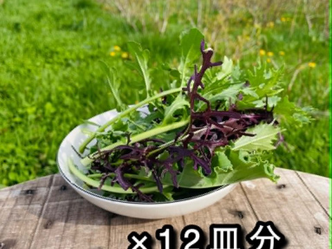 【自然栽培】道産サラダリーフ・600g （草の力だけで育てたこだわりの無肥料野菜）