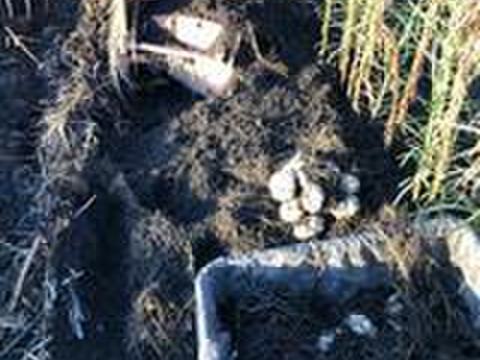 北海道　十勝産　ゆり根　規格外品