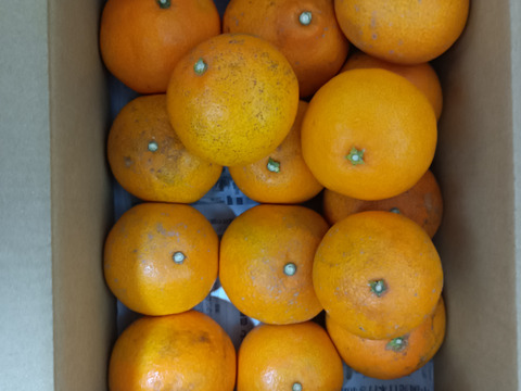 【今期最後はやっぱりこまどんなで！】【！祝！愛媛県出身たくろうM-1優勝セール！！無くなるまでやります！】愛媛が誇る高級柑橘　ふぞろいのこまどんなたち　2kg〜（14個前後）（ご家庭用）