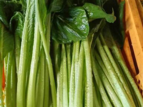 産地直送　朝どれ小松菜(3kg)