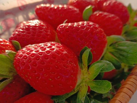 埼玉いちご「べにたま」食べ比べセット270ｇ×2ｐ