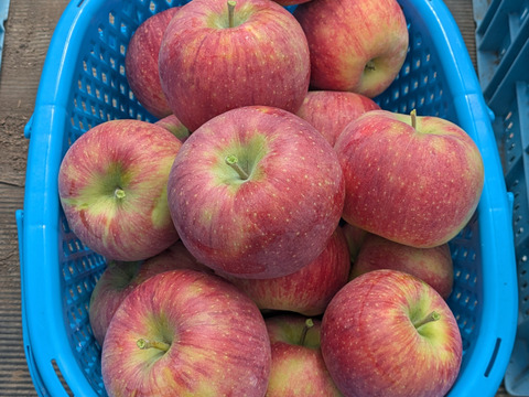 みずみずしい「シナノリップ」（自家用）3㎏