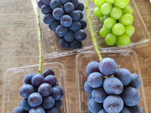 【おつとめ品】3種類のぶどう約1.2kg(３-４房)