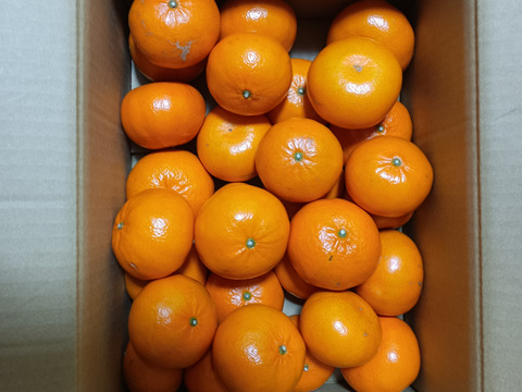 5Kg 果汁がジュワッと！ミカンの大トロ【麗紅】