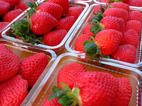 埼玉いちご「べにたま」食べ比べセット270ｇ×2ｐ