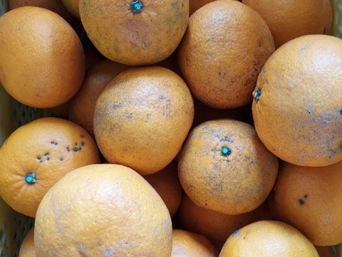 日本全国送料無料商品 | 特集  自然栽培🍊甘夏B品 10kg🍊昔ながらのホロ苦さが大人の味 果物