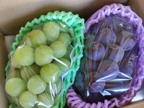 【ちょっと贈り】シャイン＆ピオーネ又は巨峰（約1キロ）