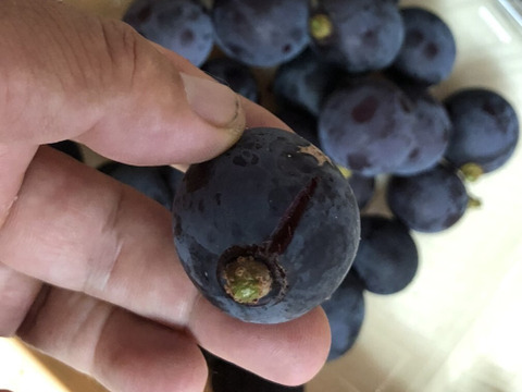 【割れ粒 藤稔】訳アリだけど葡萄らしい深い味わい（1kg以上）