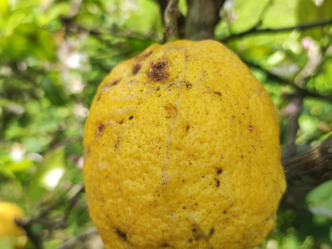 自然農法　体が喜ぶ“舞彩組”レモン（農薬・肥料不使用）　3ｋｇ