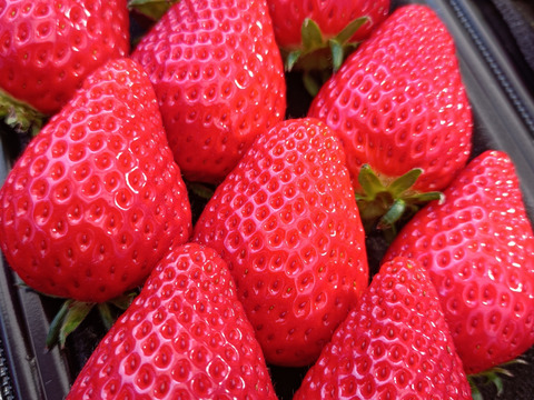 埼玉いちご「べにたま」食べ比べセット270ｇ×2ｐ