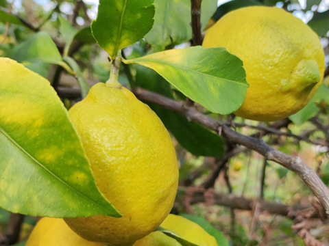 自然農法♪　体が喜ぶ SUN2 レモン（農薬・肥料不使用）　1ｋｇ