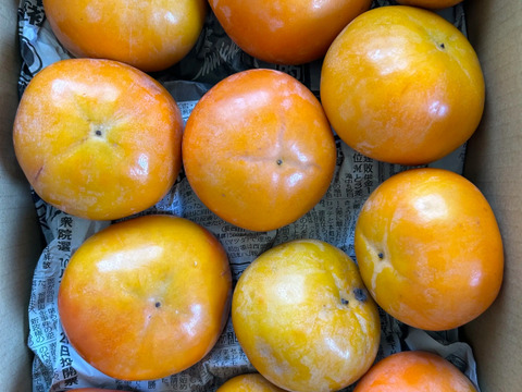 🍁秋の宝石【富有柿】お試しセット　
和歌山橋本の柿ご家庭用1.5-2kg入り