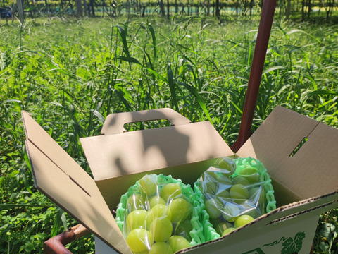 【美味しく&農薬は控えめ】シャインマスカット２房ご自宅用