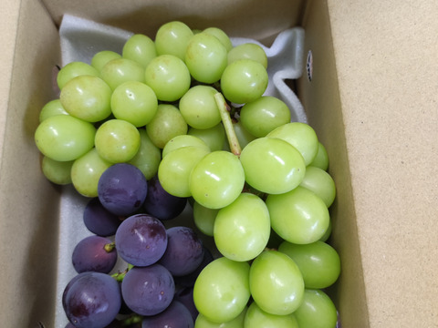 【おつとめ品】2種類のぶどう約1.2kg(３-４房)