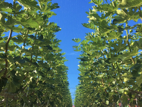 【ご家庭用】羽曳野産露地いちじく約1kg（9個or12個入り）