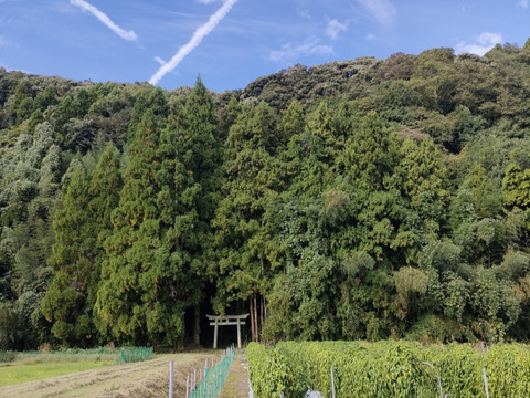 【掘りたてをお届け！】自然薯500g（カットしたものを真空パック）風味粘り格別 鳥取県琴浦町