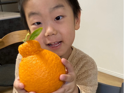 自然栽培　不知火Ｂ品10kg（約22～40玉）🍊 見た目の良く無いものになります