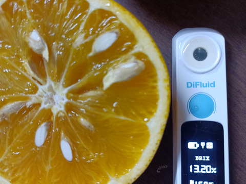 【新品種】グレープフルーツ5kg　和歌山県産　サイズ混合 　農薬節減　即日発送　お試し特価