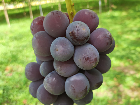 【ちょっと贈り】シャイン＆ピオーネ又は巨峰（約1キロ）