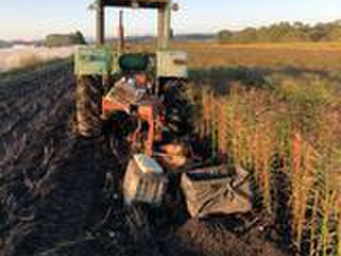 北海道　十勝産　ゆり根　規格外品