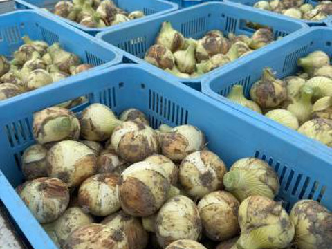 【予約】生産農家直送 淡路島産ブランド新玉ねぎ 『にじたま』超極早生品種 9kgダンボール入り（ご家庭用・30個前後） 使いやすいM・L・2L混在！≪水分量No1!!≫◎特別栽培　2月末頃から順次発送