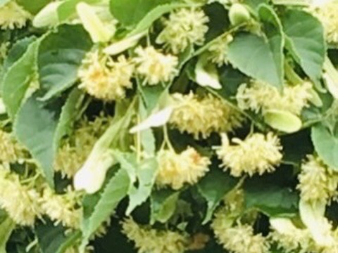 北海道 菩提樹はちみつ 0g フローラルな香り Linden 和歌山県産のはちみつ 食べチョク 産地直送 産直 お取り寄せ通販 農家 漁師から旬の食材を直送