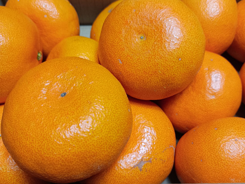 《ご家庭用》柑橘の大トロ！愛媛県産『せとか』(3kg)