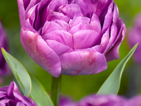 【限定3名】 チューリップ切花　八重咲きミックス20本　4種×5本　見つけた人、超ラッキー!!!　※北海道・沖縄県配送不可※