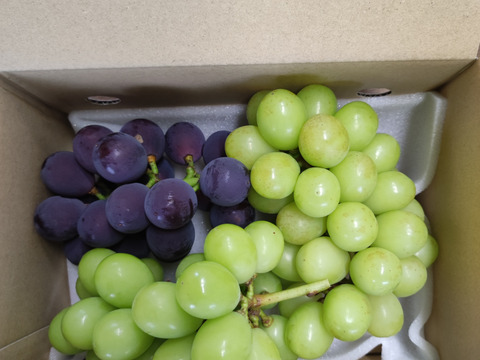 【おつとめ品】2種類のぶどう約1.2kg(３-４房)