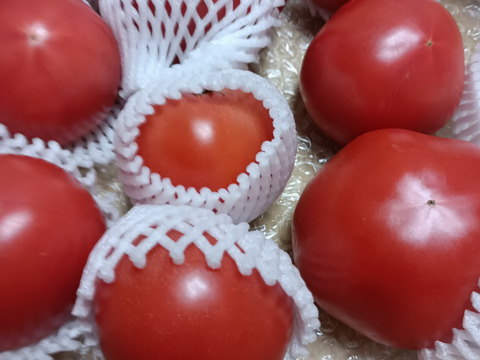 【余韻の旨さ】 完全完熟トマト 約2kg 約10〜20個入り🍅  【母の日ギフト】