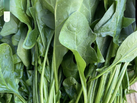 【農家直送】朝採れ野菜セット🥬 新鮮野菜詰め合わせ 丹波産 産地直送 野菜セット
