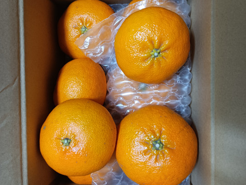 【市場にほぼ出回らない】甘平《ご家庭用 2kg》｜柑橘史上トップクラスの甘さ×“シャキッと食感”｜愛媛・西宇和産