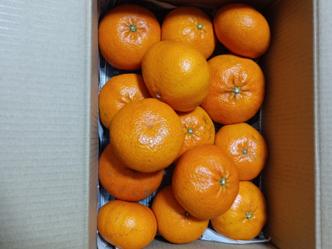 【３連休限定！売り切り価格！】愛媛が誇る高級柑橘”ふぞろいの甘平ちゃん”3kg