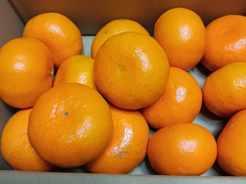 《ご家庭用》柑橘の大トロ！愛媛県産『せとか』(3kg)