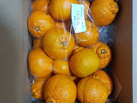 濃厚完熟みかん【はるみ】【不知火】
４ｋｇ　兄弟みかん　あなたはどっち派⁈【柑橘食べ比べ】