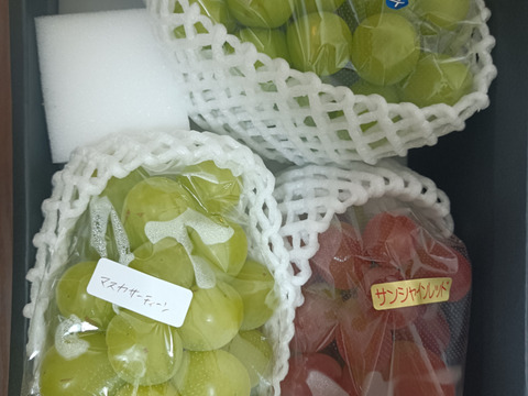 贈答にも】シャイン一族食べ比べ（希少なサンシャインレッド