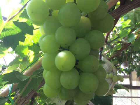 岡山県産　マスカットオブアレキサンドリア（種あり）家庭用　2ｋg(４房から７房)