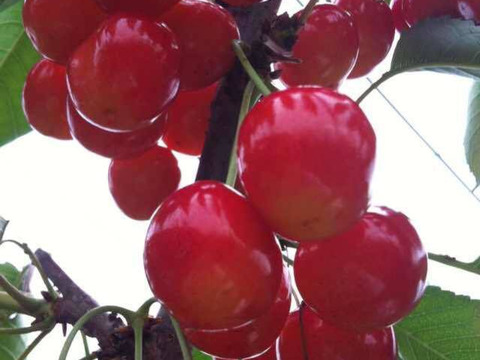 2026年予約販売山形県産さくらんぼ　紅秀峰　500グラム