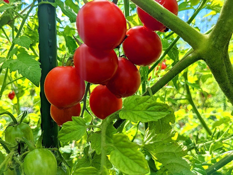 全ジュース飲み比べ　3種セット(自然農法の有機トマト100％)