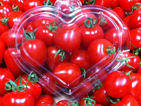 【食べ比べ】2色のトマトで色鮮やかな食卓を　トマトベリー&ティポのセット1kg【千葉県旭市産】