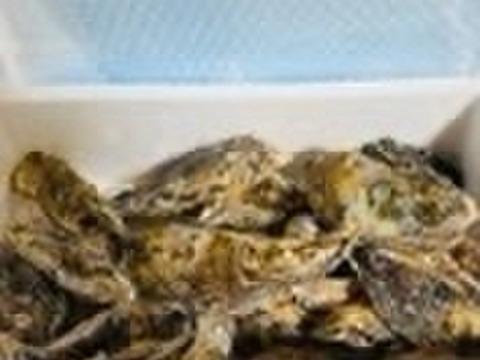 【期間限定10％OFF中】生食用２ｋｇ 殻付き 牡蠣 （14~30粒）牡蠣 殻付き牡蛎 牡蛎 kaki かき カキ 松島牡蠣屋 BBQに貝類 海産物 オイスターoyster