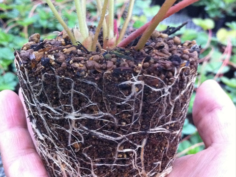 ひんやりスイーツ！冷凍いちご1000ｇ×2袋