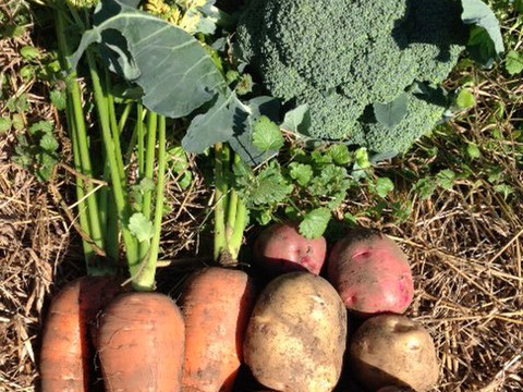 子どもの野菜　自然栽培　ブロッコリー、人参、ジャガイモ　ベスト３選　80サイズ