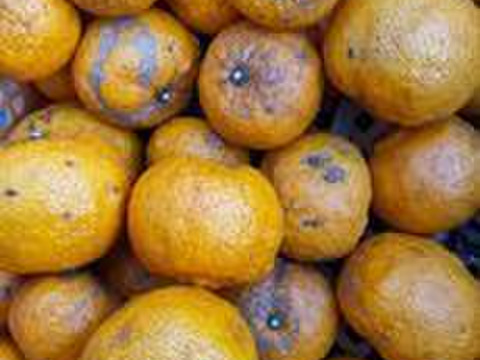 自然農法＿柚子　1キロ