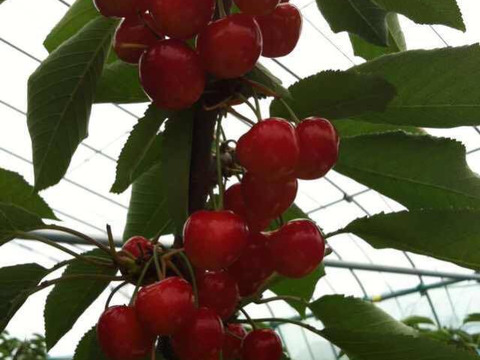 2026年予約販売山形県産さくらんぼ　紅秀峰　500グラム